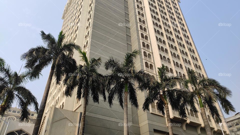 Palm trees in front of the building