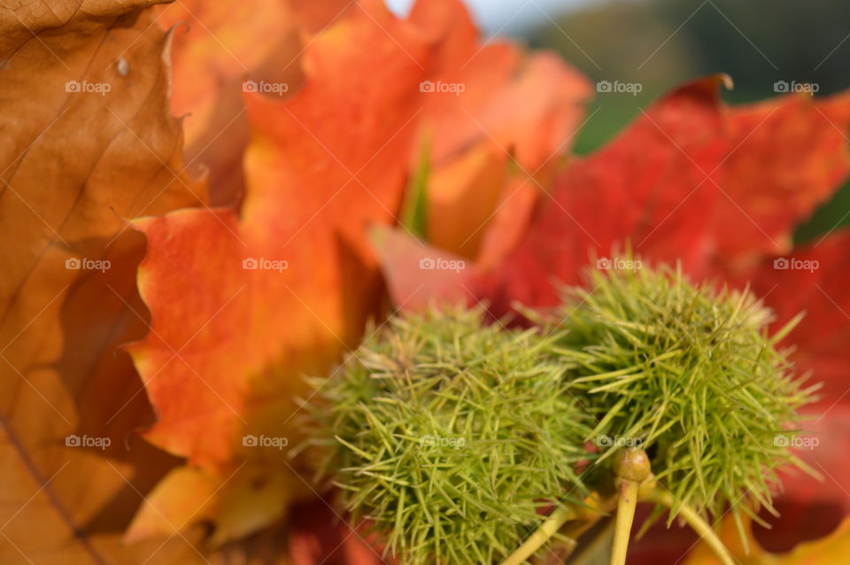 Close-up of plant in forest