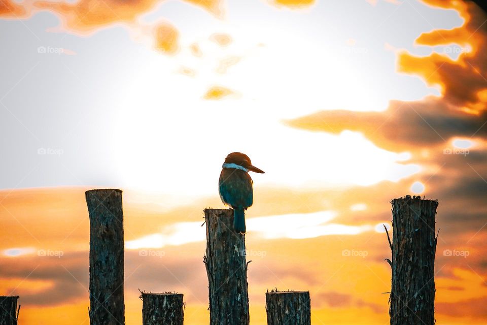 Kingfisher on a sunset