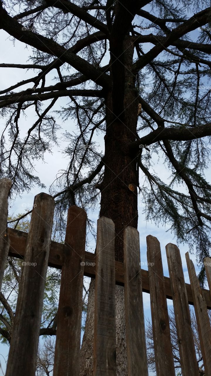 dying tree. tall old Pine tree dying away 