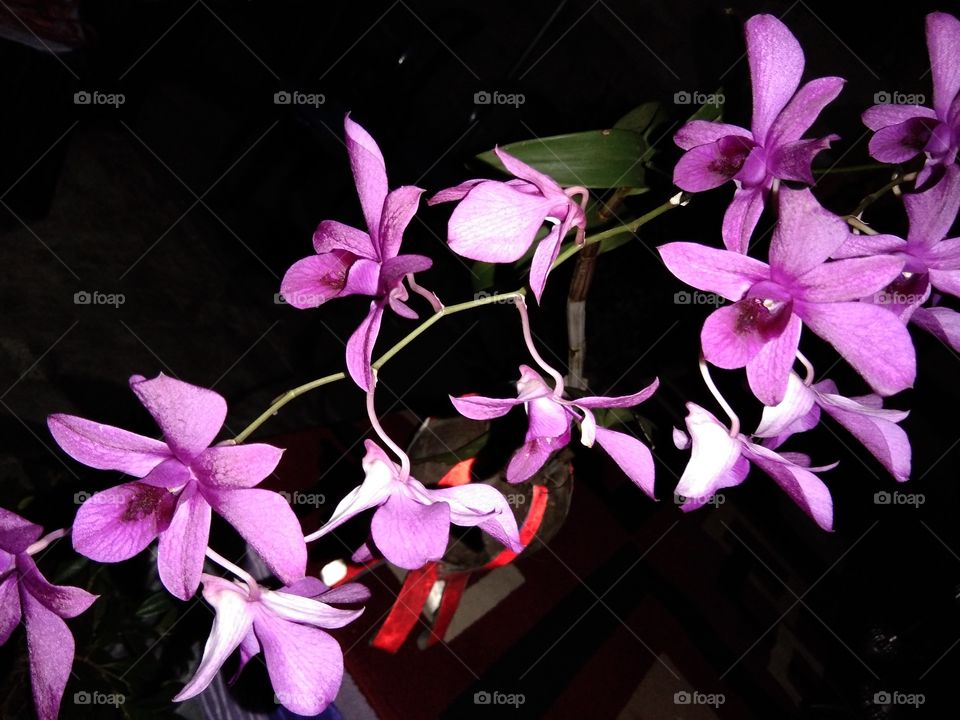 purple orchid flower. can fight for two months. very beautiful and unique. flowers typical of the fropic region.