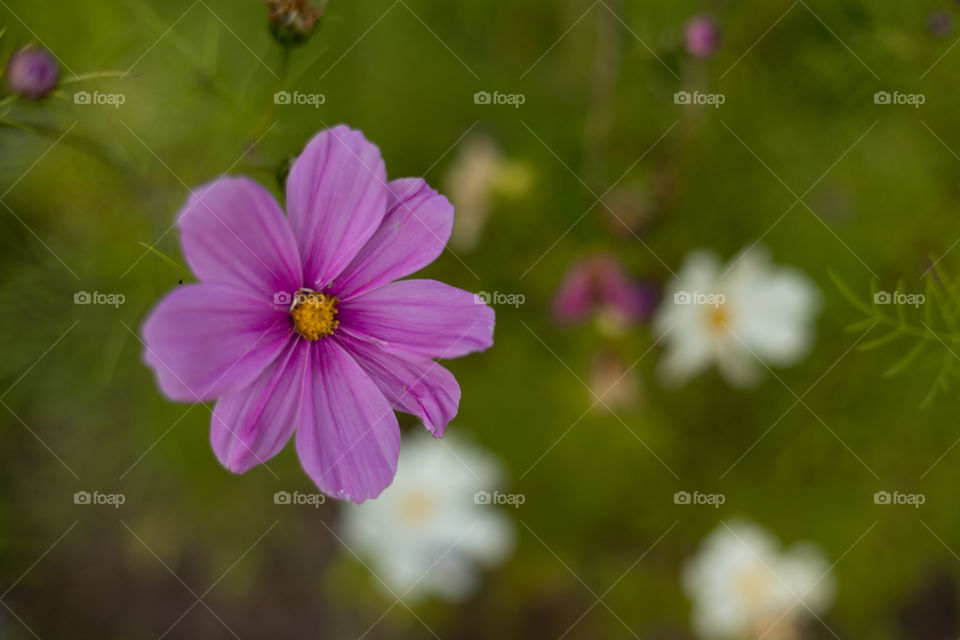 Pink flower