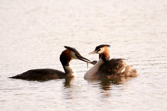 Two great grebes feed their chicks