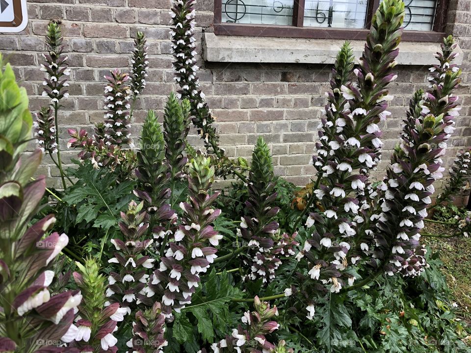 These fine eye catching beauties are a joy to, source the same gardens in Bideford.