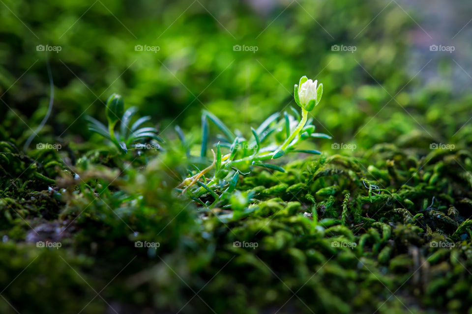 Love spring and the new life it represents! Image of tiny white moss flower growing in between green moss. Macro closeup of green moss and flower.