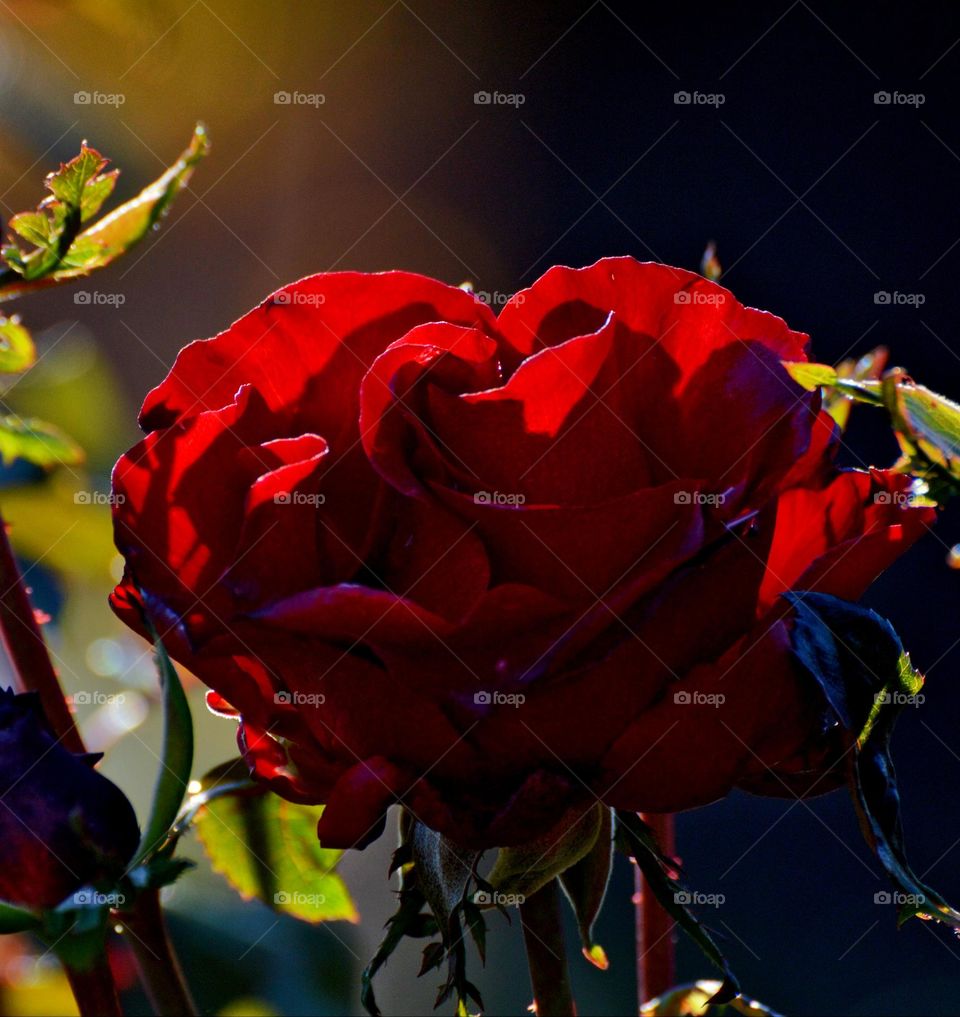 close up of a red rose with the early morning sun rays on its pedals