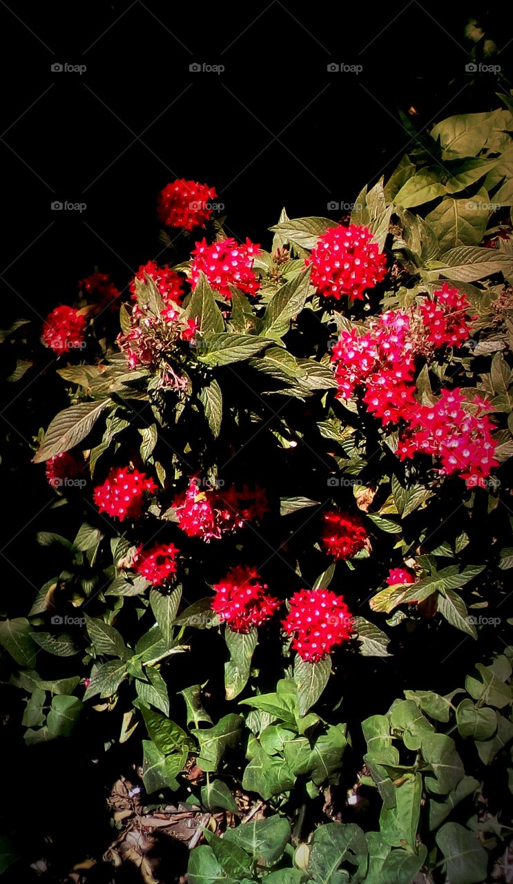 Beautiful red tropical exotic wildflower
in sunny day