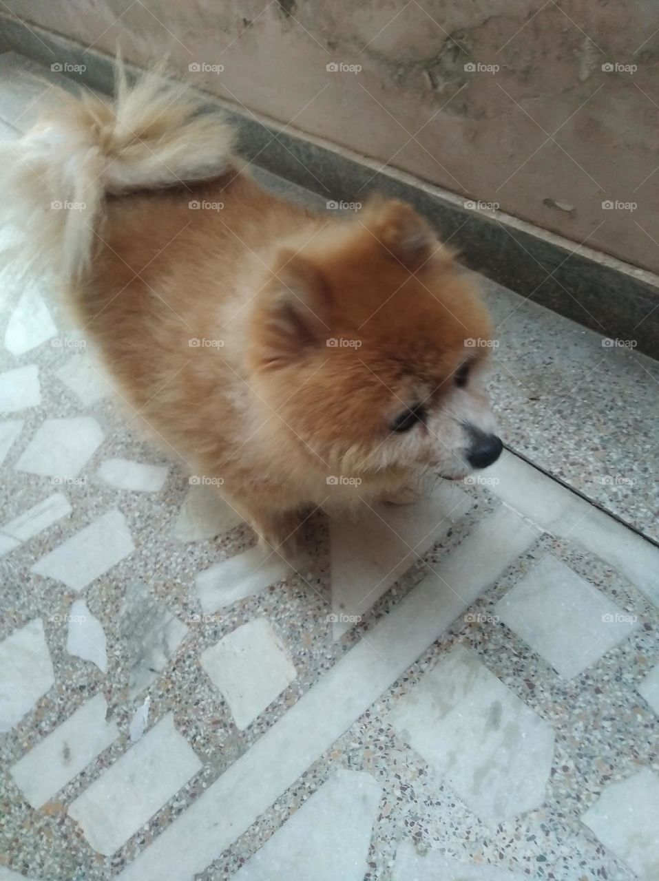 pet animal, brown in colour, small size looks very beautiful, brown hair black nosy