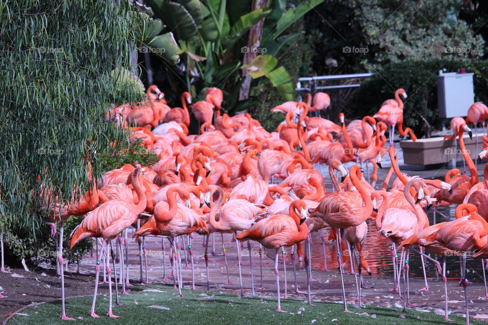 Flamingos (SeaWorld, San Diego)