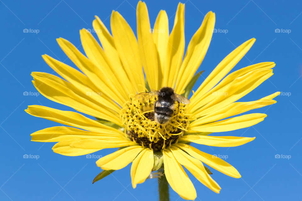 Bumblebee pollinating a yellow flower, blue sky background 