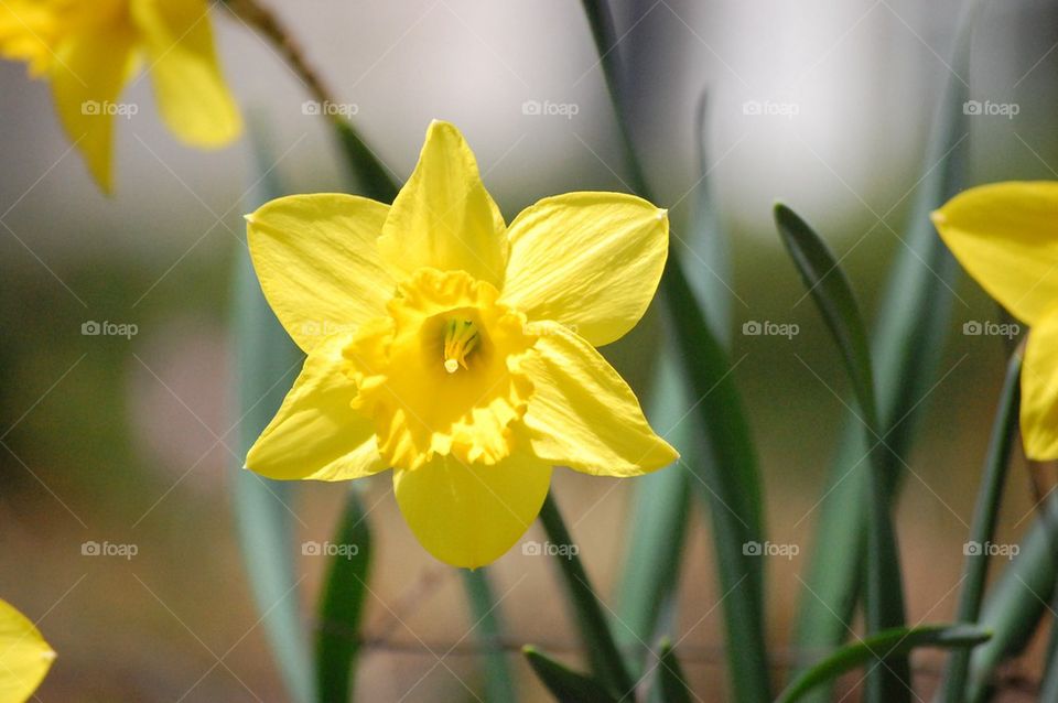 Daffodil days