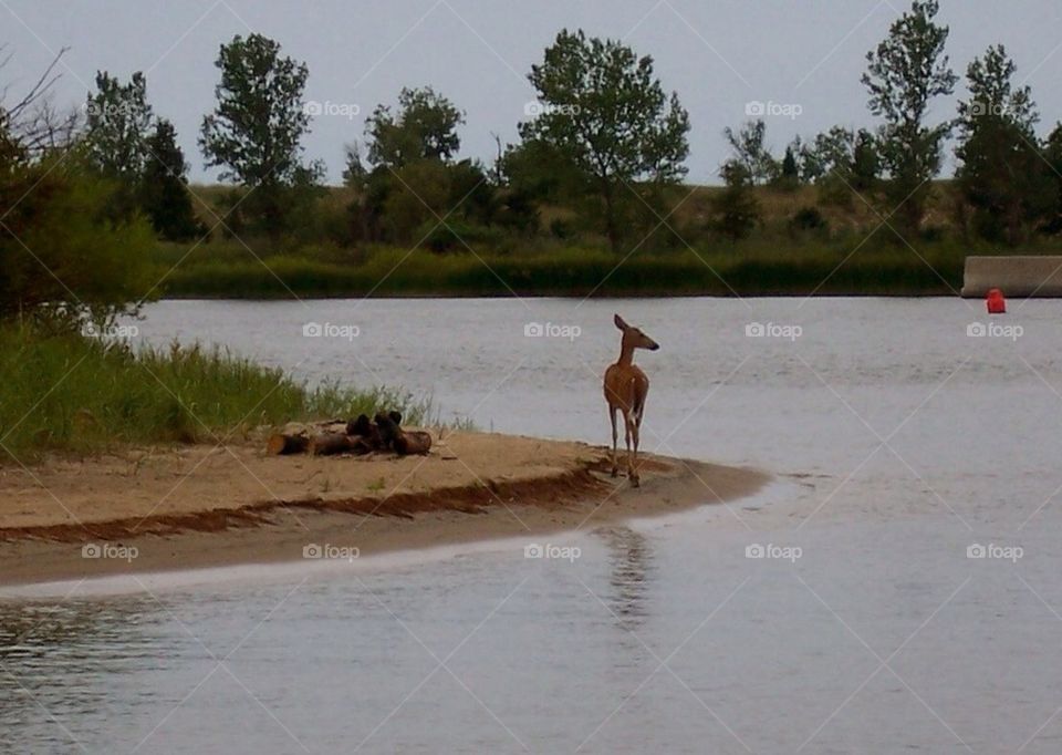 Deer along side the river. Saugatuck michigan 