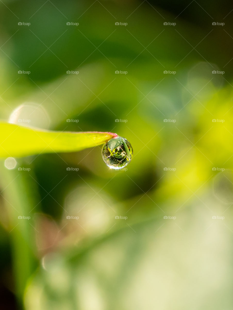 Dew