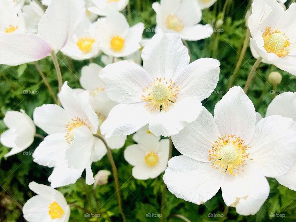 Gorgeous colored flowers from a very well kept garden captured on a beautiful afternoon! 