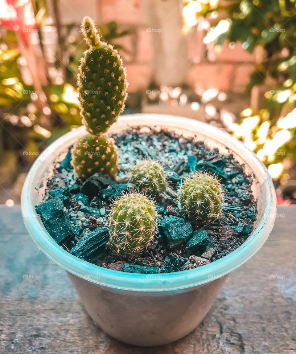 Cactus ❤️