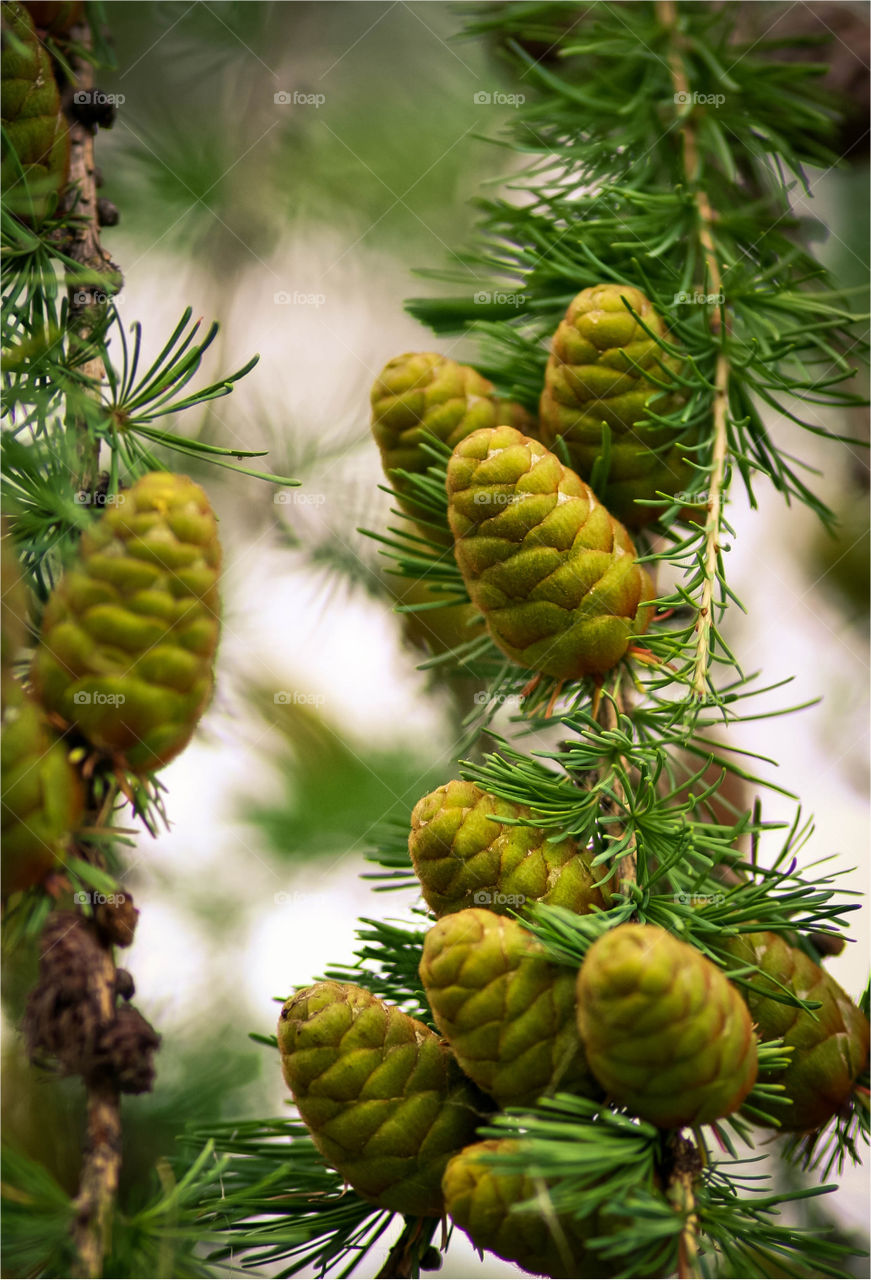 Pine cones in the spring 