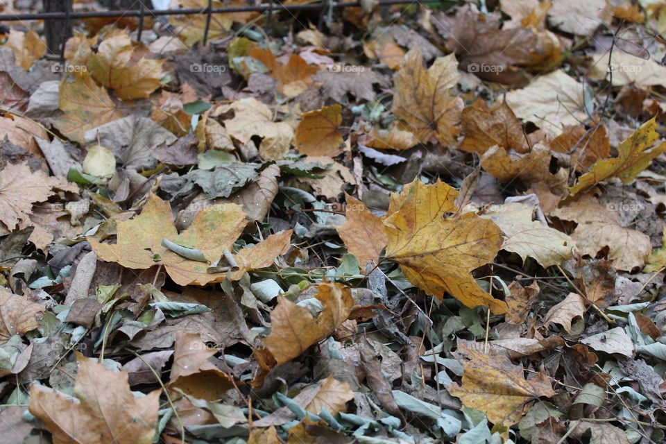 Autumn leaves