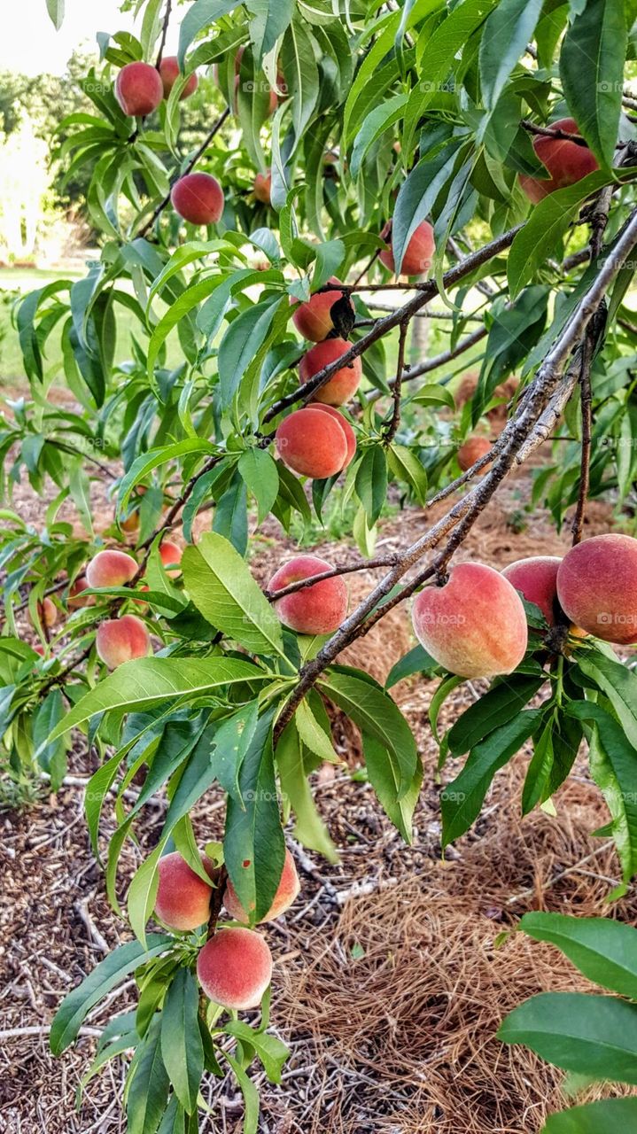 My fruit tree