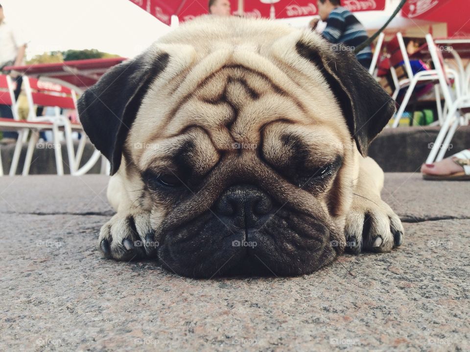 Sleepy pug in the city! 