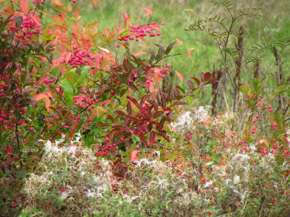 autumnal colour