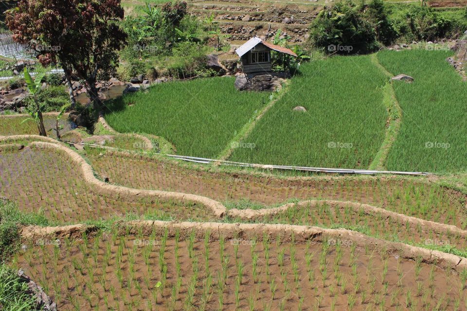 high angle view of agricultural field