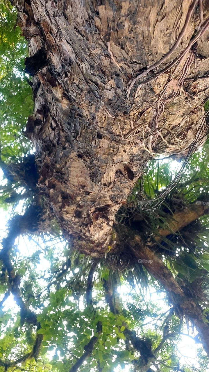 Frondosa árvore com suas bromelias suspensa e seus inúmeros moradores.
