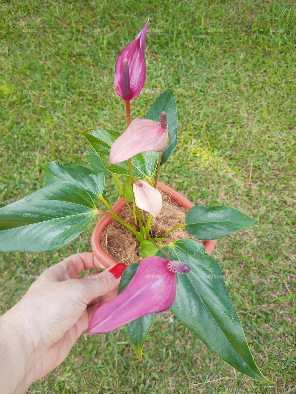 lilac anthurium in a vase