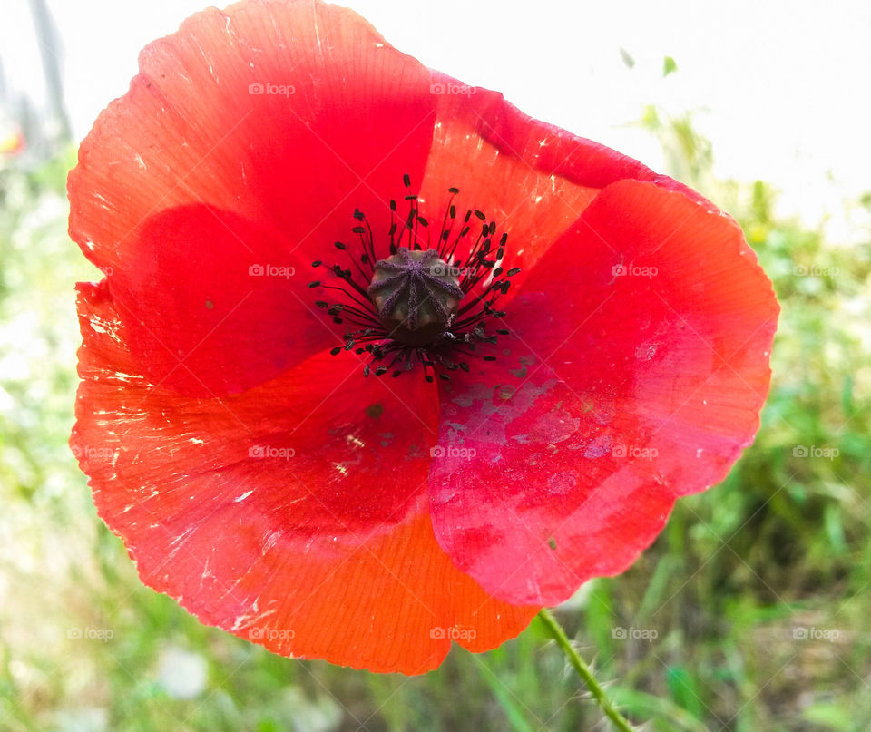 close up of red poppy