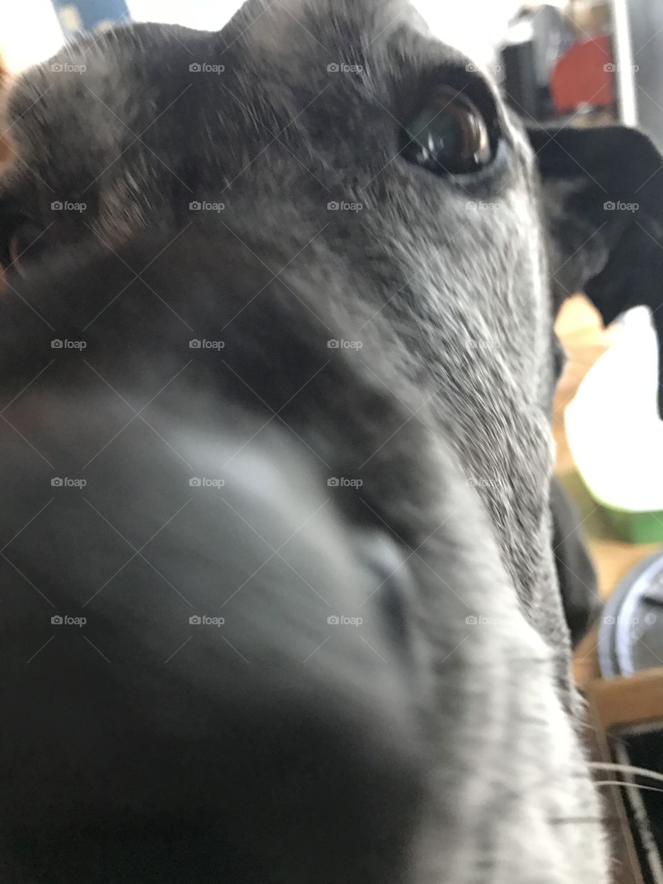 Dog nose