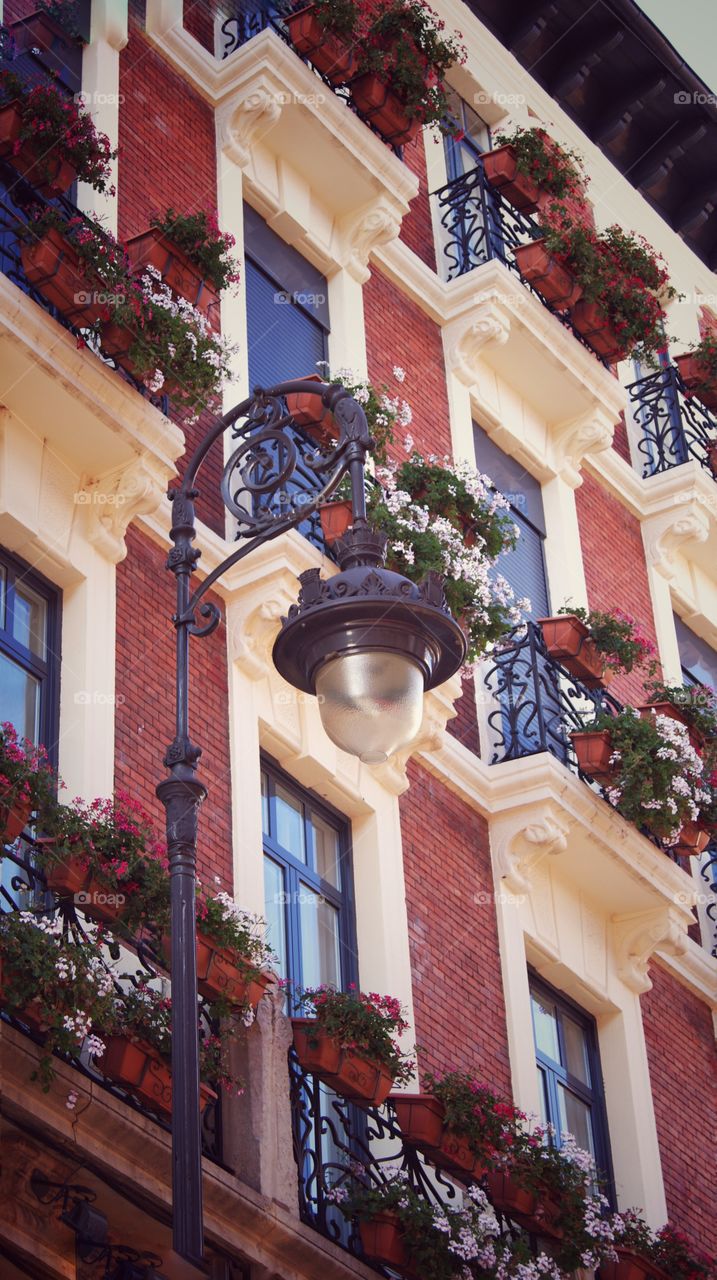 Lamps & Flowers