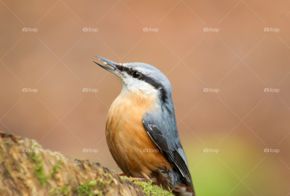 Nuthatch