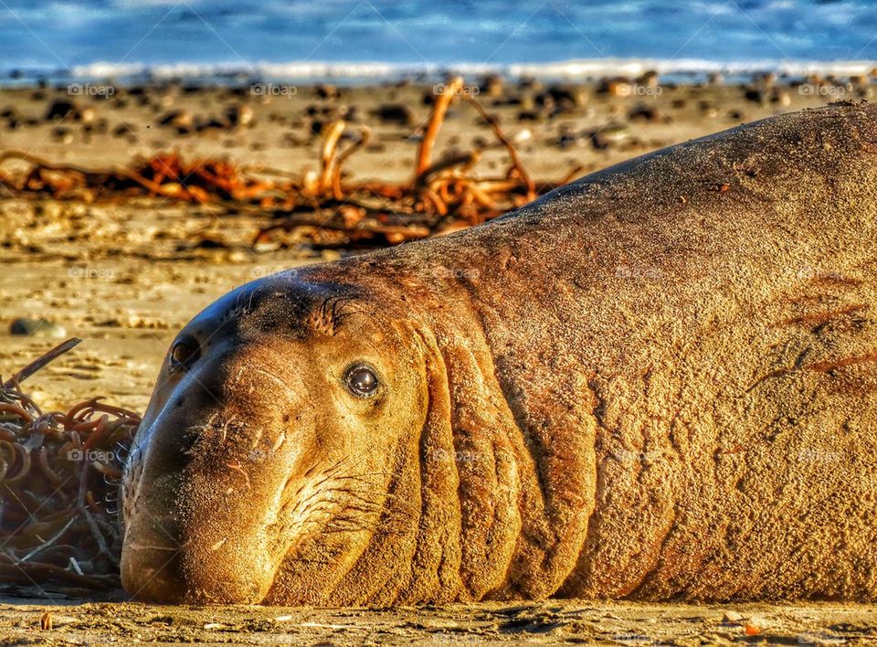 Elephant Seal On California Beach. Elephant Seal Resting On A Beach

