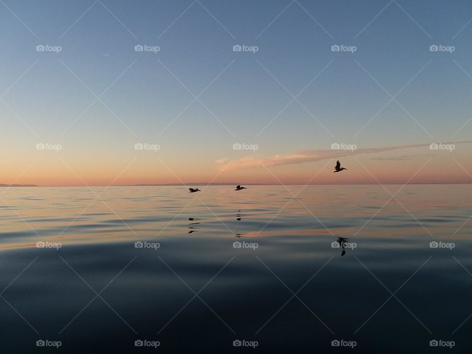 Pelicans In Flight At Daybreak