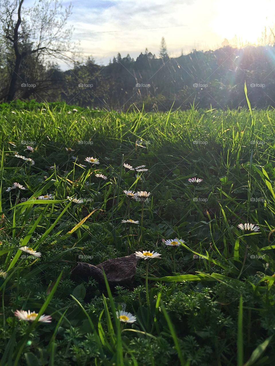 Field of grass and flowers