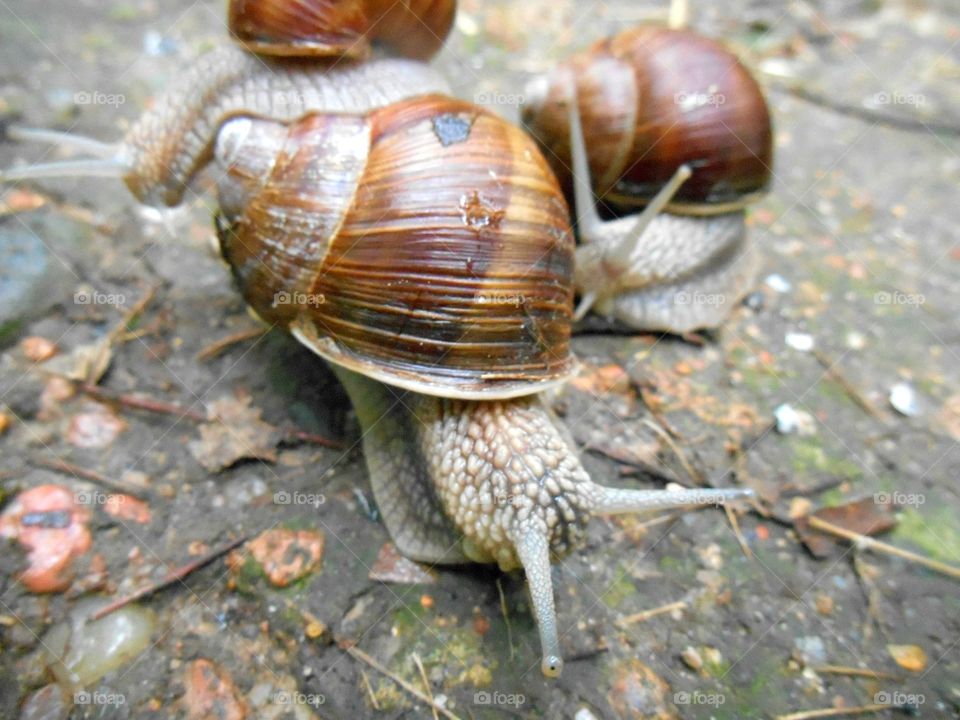 Shell, Shellfish, Snail, Nature, Slow