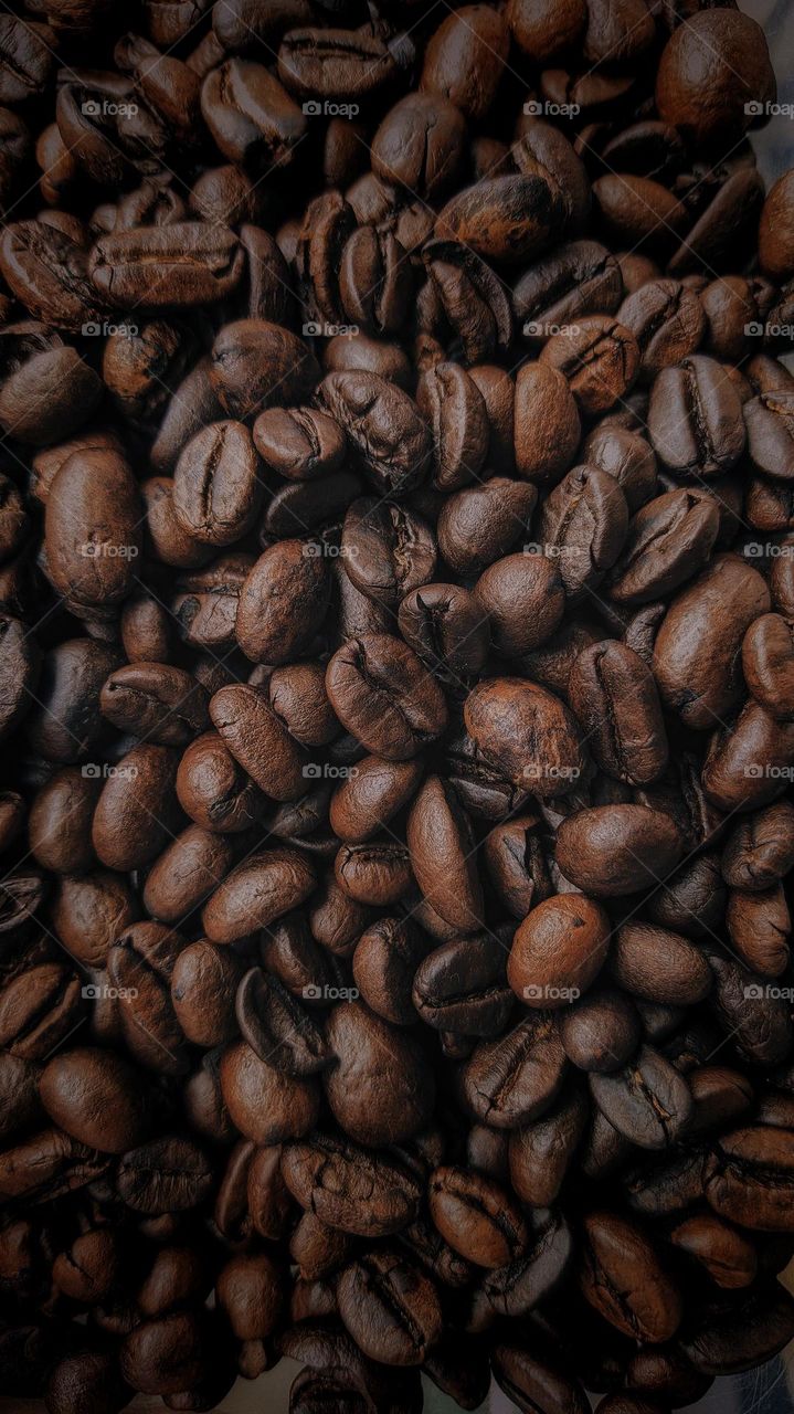 Robusta