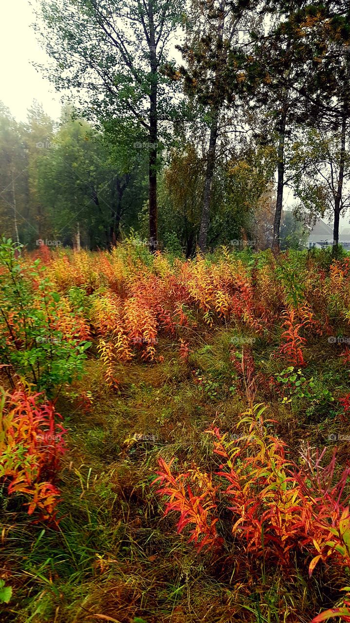 autumn color are becoming increasingly intense