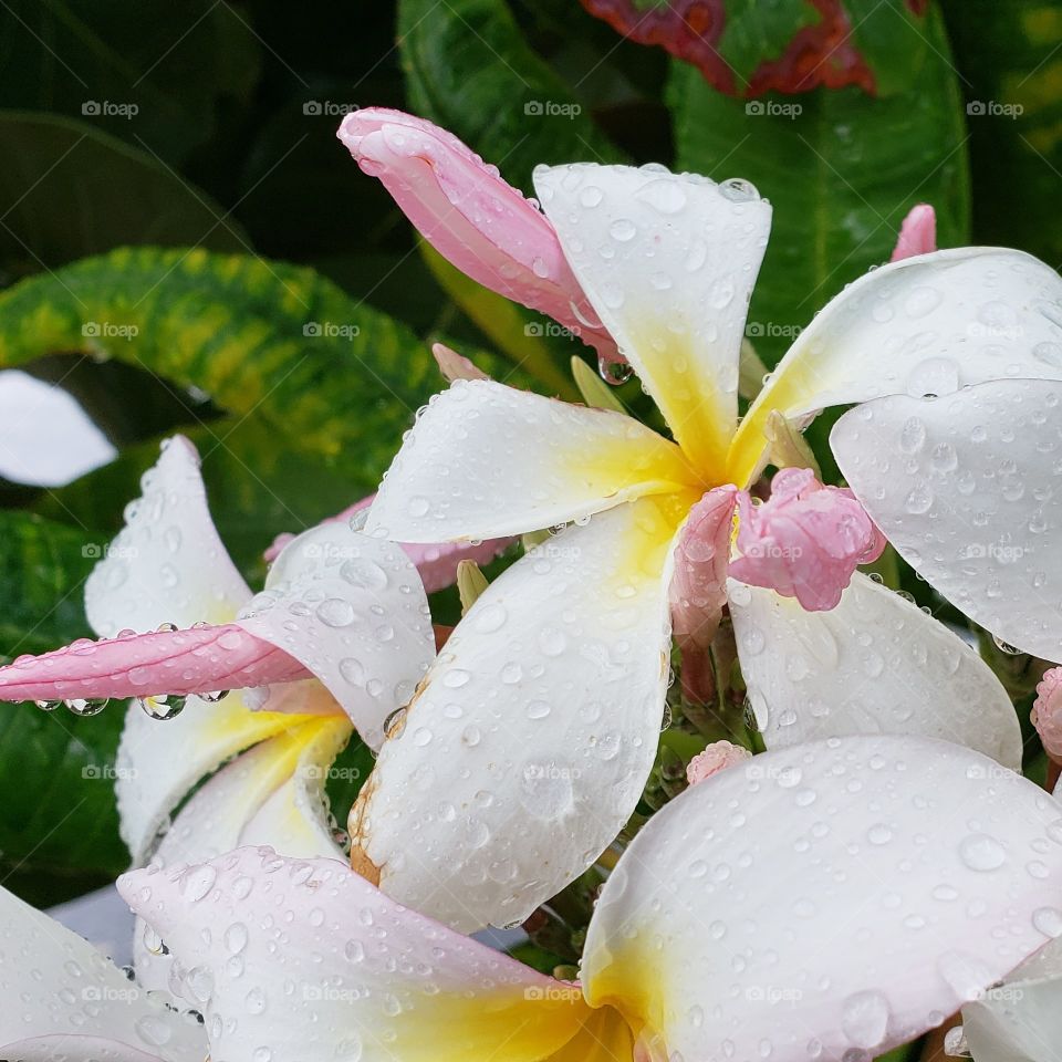 white flower with yellow and pink