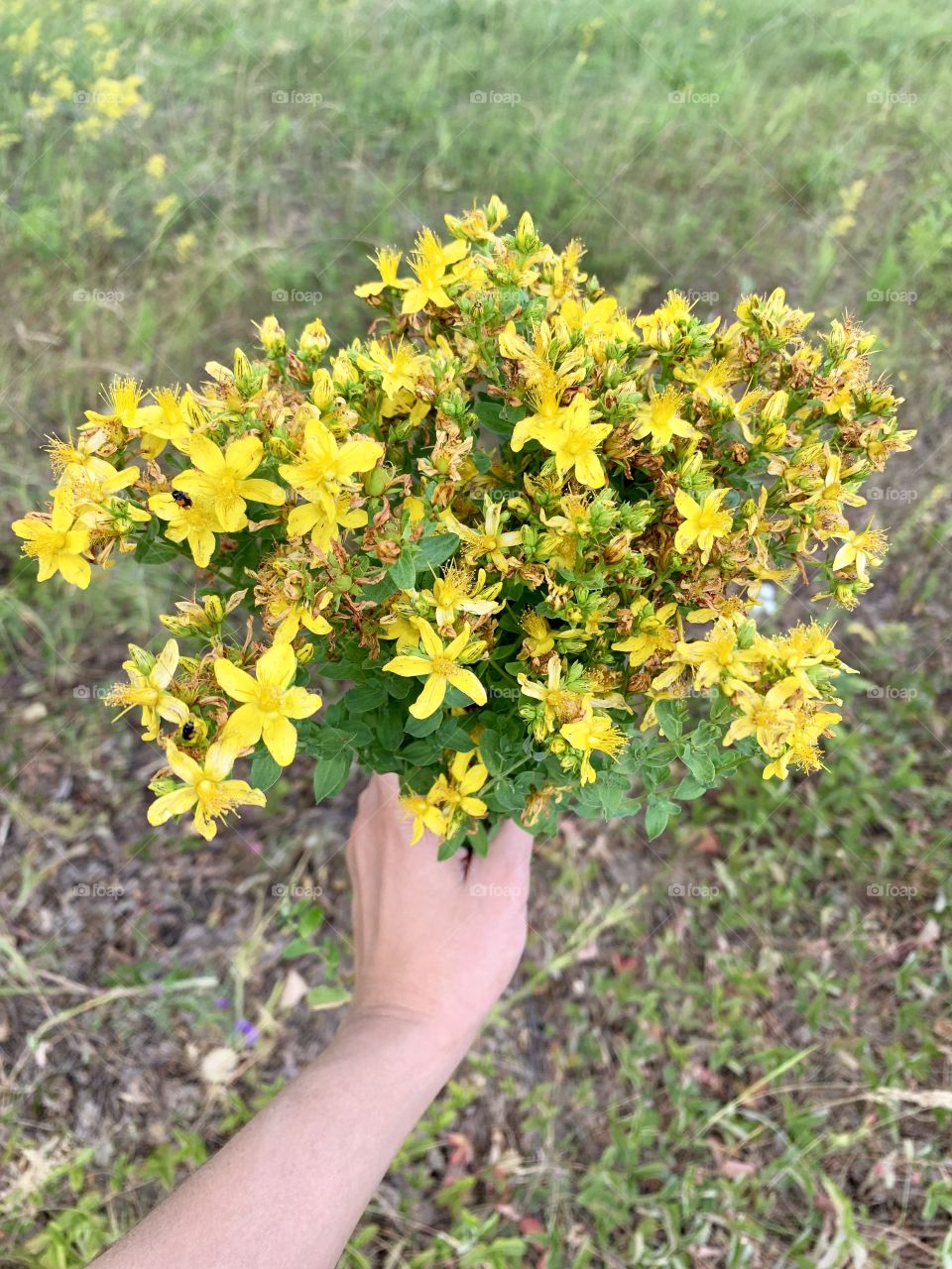 Summer is the time for collecting medicinal herbs. St. John's wort grass