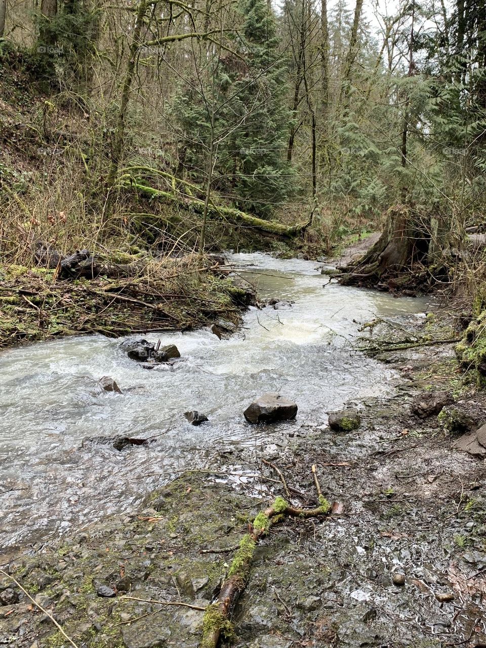 Forest park in Portland Oregon 