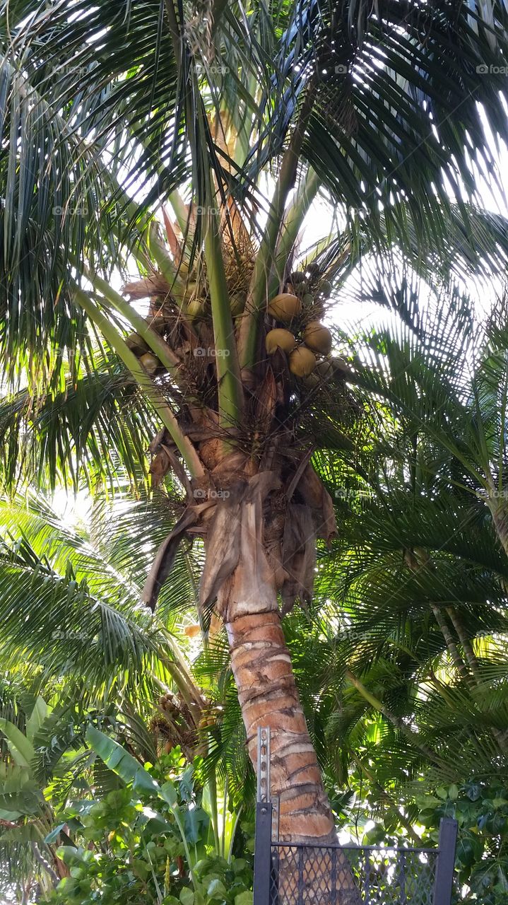 Hawaii's Foliage