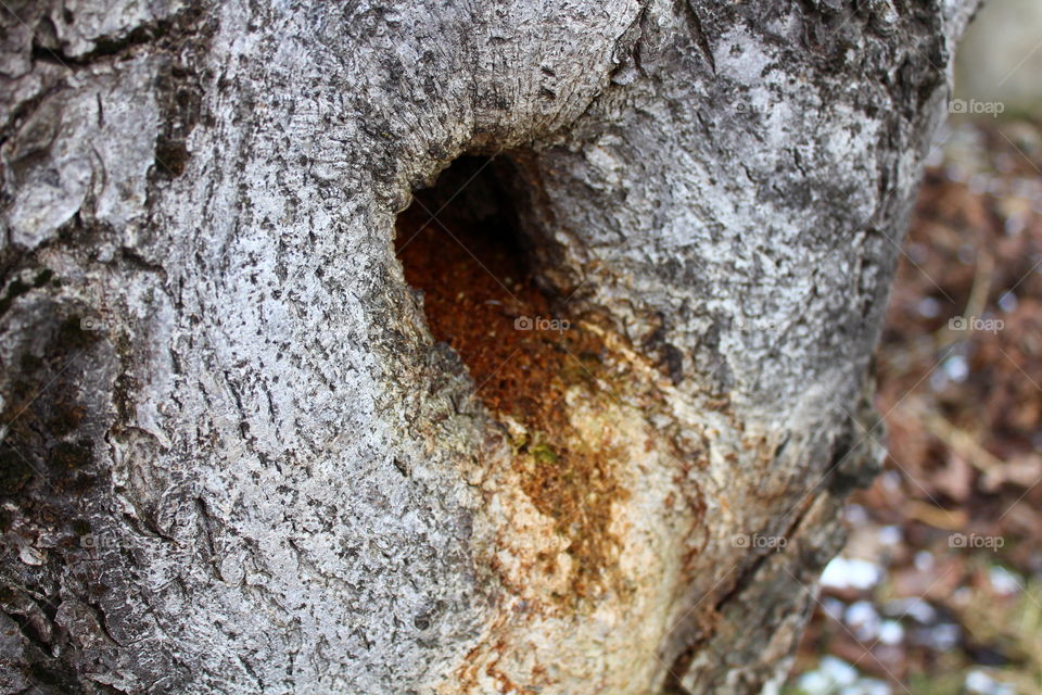 Bark of white tree