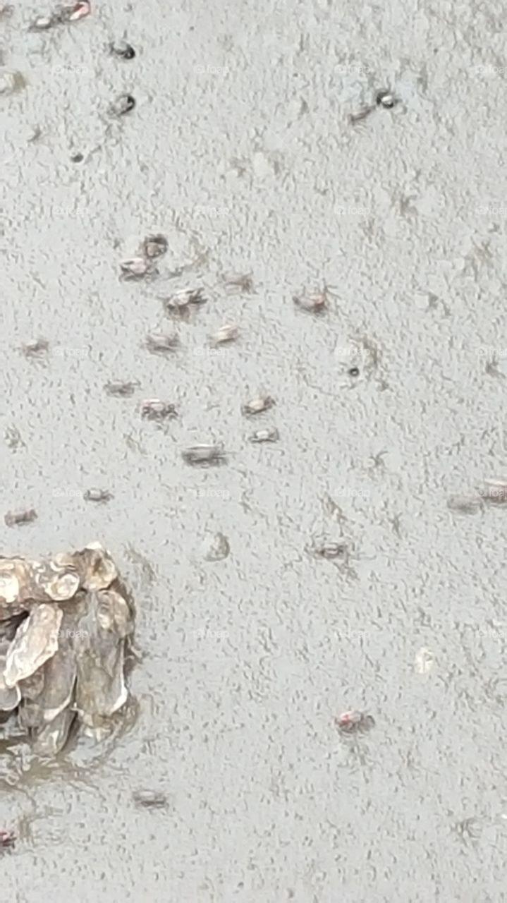 baby crabs