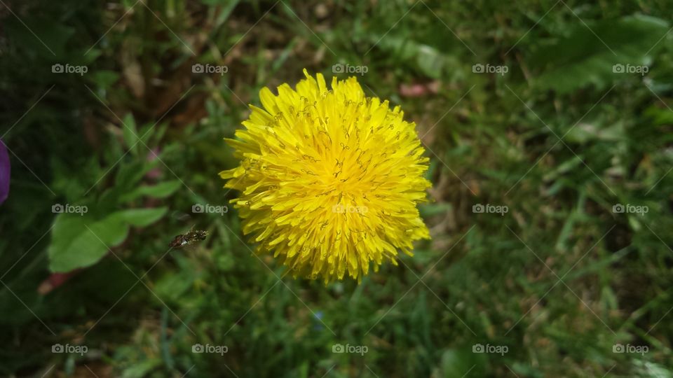 Dandelion