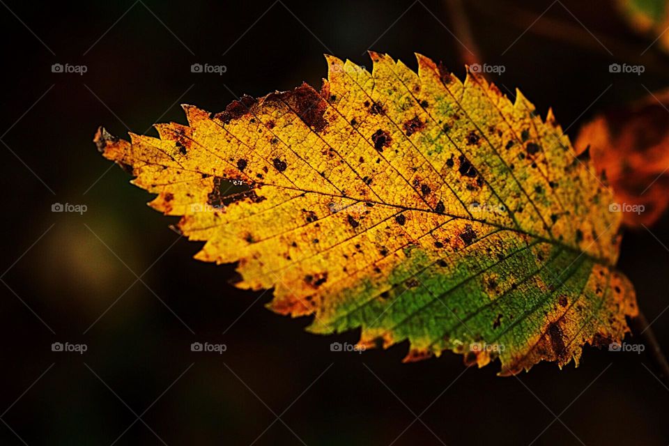Closeup of fall leaf, details of a leaf in autumn, colors of leaves in the Midwest, autumn in the forest, closeup of the details on a leaf 