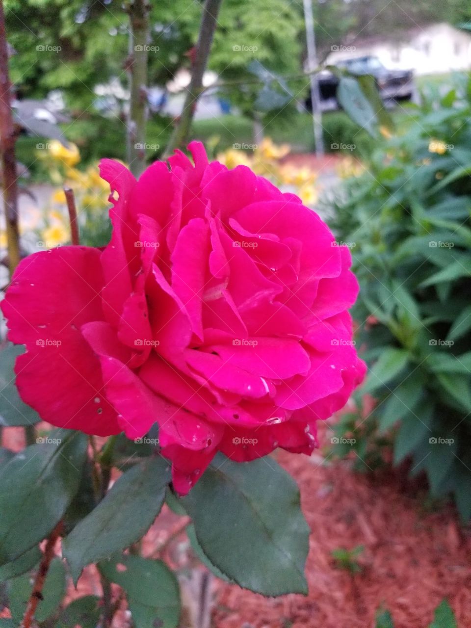 full bloom rose