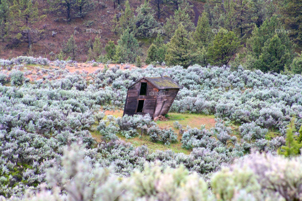 trees house structure shrubs by mmcook