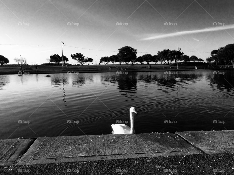 Black and white swan