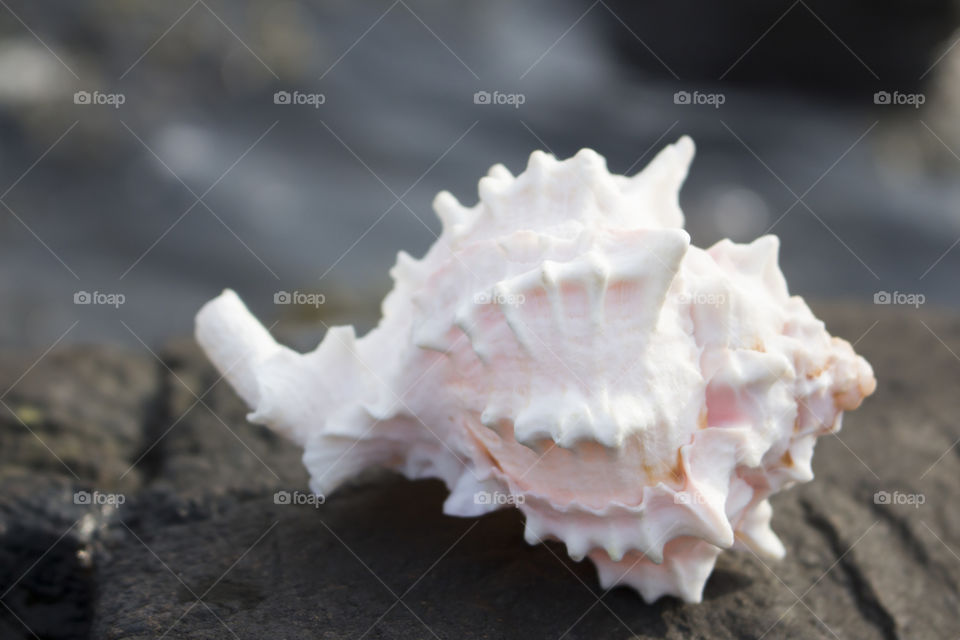 Extreme Close-up of conch shell