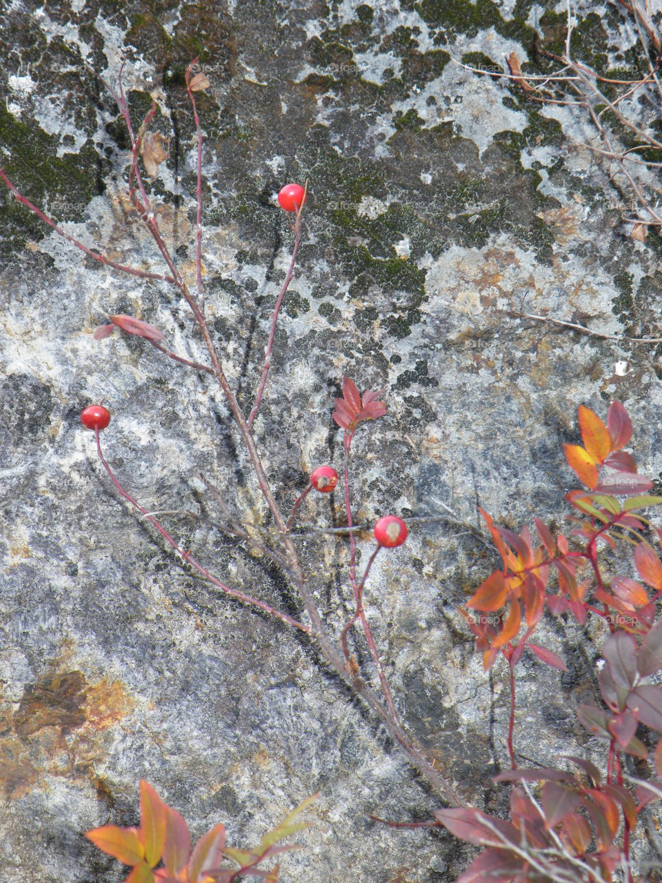 It’s fall, this is what roses look like